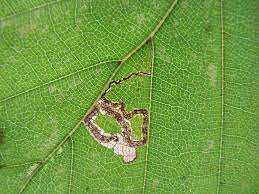 Image result for Stigmella floslactella