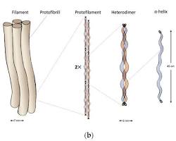 Image of Keratin structure