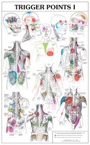 trigger points chart 2 parts soft lamination prime trigger