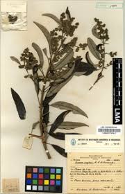 Image result for Ozoroa