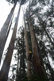 Tree Removal Melbourne Vic Tree Removal Melbourne Tree Service
