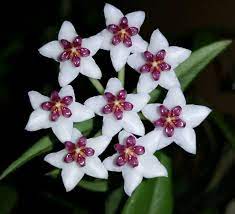 Growing Hoya Plants Indoors Gardening Tips