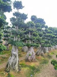 Image result for Ficus chirindensis