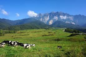 This hilltop dairy farm is reminiscent of the new zealand countryside. View Of Cows At Desa Dairy Farm Kundasang Sabah During Beautifu Stock Photo Adobe Stock