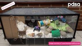 The ideal home for your hamster - PDSA