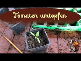 Tomaten Umtopfen Tomaten Vorziehen Tomaten Im Biogarten Youtube Biogarten Garten Vorziehen