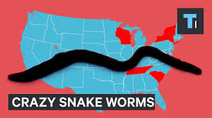 Jumping worms are also known as crazy snake worms, crazy worms, snake worms, asian worms, alabama jumpers, georgia jumpers, jersey wriggles, or wood alves. The Crazy Snake Worm Invasion You Haven T Heard About Nrdc