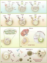 Angka meaning i miss you. The Contributory Role Of Lymphocyte Subsets Pathophysiology Of Lymphopenia And Its Implication As Prognostic And Therapeutic Opportunity In Covid 19 Sciencedirect