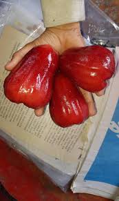 Teman telah tanam pokok jambu air depan umah. Kalau Tanam Pokok Jambu Air Ikut Petua Tabur Garam Supaya Buahnya Besar Padat Manis Vanilla Kismis