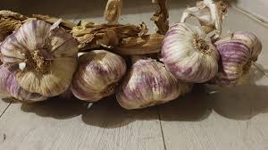 Maybe you would like to learn more about one of these? The French Violet Garlic 10 Medium Cloves Softneck No Gmo Rarethingsforsale
