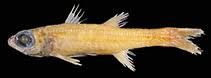 Image result for Ctenolepis