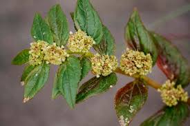 Image result for Euphorbia hirta