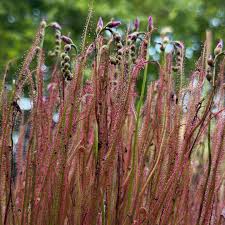 Image result for Genlisea margaretae