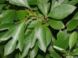 Image result for Zanthoxylum gilletii