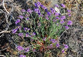 Image result for Limonium sinuatum
