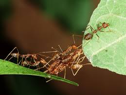 Using only the highest quality products on the market, proven pest control provides. Farmers In Tropical Forests Are Training Ants To Kill Off Bigger Pests The Independent The Independent
