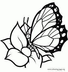 Printable Flowers This Delicate Butterfly Is Resting On A Beautiful Flower Wha Flower Coloring Pages Butterfly Coloring Page Printable Flower Coloring Pages
