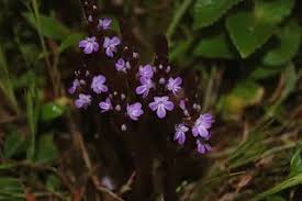 Image result for Striga gesnerioides