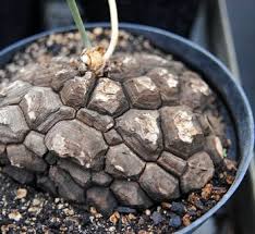 Image result for Dioscorea sylvatica