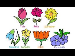 Imagine a scenario where you are buying flowers for an english the following is a list of flowers, with some of the more popular types broken into bigger categories. Types Of Flowers Drawing With Names
