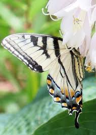 Caterpillars will need a food source when they arriv Eastern Tiger Swallowtail Butterfly Inside A Hosta Flower 3 Greeting Card For Sale By Lynne Miller Swallowtail Butterfly Beautiful Butterflies Butterfly