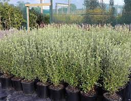 Check spelling or type a new query. Corokia Geentys Green