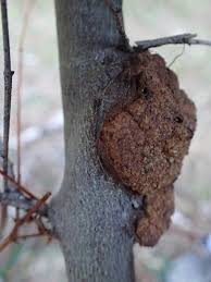 Image result for Rhizobium radiobacter, syn. Agrobacterium tumefaciens