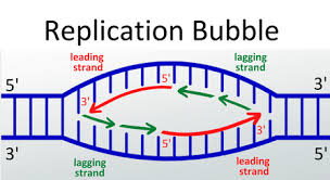Tamil Solution] Differentiate - Leading Strand And Lagging Strand.