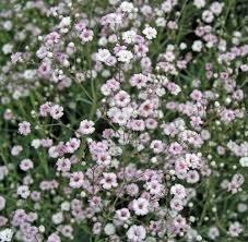 5 Ungewohnliche Pflanzen Die Sie Im Marz Aussaen Konnen Garten Pflanzen Pflanzen Blumen Fur Garten