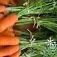 Fresh Food Initiative 2026
