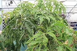 Image result for Polyscias fruticosa