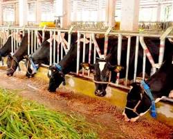 Image of IndoSwiss Live Stock Project, Munnar