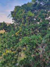 Image result for Peponium