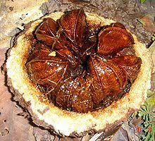 Seeds and nuts from brazil. Brazil Nut Wikipedia