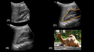 Dromedaries easily outnumber bactrian camels. Epos Trade