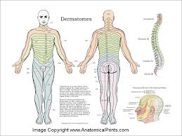 dermatomes nerve poster