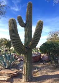 Ethel m chocolates factory and cactus garden. Red House Garden The Ethel M Chocolate Factory S Botanical Cactus Garden