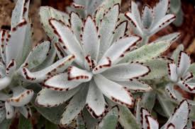 A Panda Plant Kalanchoe Tomentosa Is A More Light Sensitive Plant Preferring Direct Light With Some Bright I Plants Succulents Different Types Of Succulents