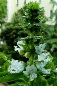 Fiori bianchi orto spontanee / i fiori commestibili b come basilico borragine begonia bocca di leone inorto guida all orto. Fiori Bianchi Orto Spontanee Fiori Bianchi Selvatici Ne Esitono Varie Specie Alcune Delle Quali Commestibili Refuru