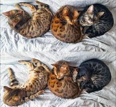 A Visual Guide To Bengal Cat Colors Patterns In 2020 Bengal Cat Cat Colors White Bengal Cat