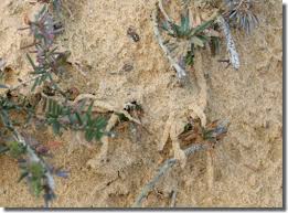 Image result for Scythris crypta