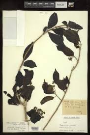 Image result for Premna hans-joachimii