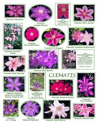 Image result for Ranunculaceae