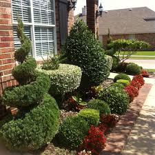 Image result for spiral cut juniper trees