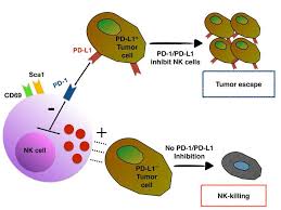 Check spelling or type a new query. Jci Contribution Of Nk Cells To Immunotherapy Mediated By Pd 1 Pd L1 Blockade