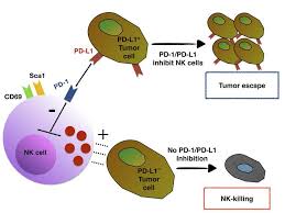 Check spelling or type a new query. Jci Contribution Of Nk Cells To Immunotherapy Mediated By Pd 1 Pd L1 Blockade