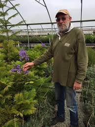Jacaranda tree, black poui, blue jacaranda. Plantlover Peter On Twitter The Jacaranda Bonsai Blue Is Performing Well In Australia Jacaranda Bonsai Http T Co Dryijcofj1