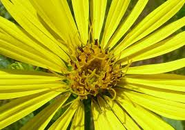 Image result for Oxyanthus biflorus