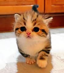 The first thing you're going to notice about munchkins is they have tiny legs and a massive head. All You Need To Know About Scottish Fold Munchkin Scottish Fold Cats And Kittens Cat Breed Information Scottish Fold Cats And Kittens Cat Breed Information