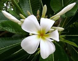 Plumeria Obtusa Singapore C Bobjungle Plumeria Flowers Frangipani Plumeria